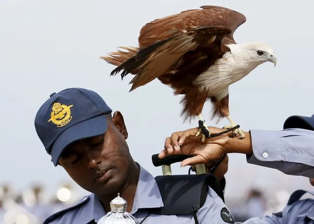 An Air Force soldier tries to keep an eagle, the symbol of Sri Lanka's Air Force to stand on a soldier's shoulder at a parade during a rehearsal for Sri Lanka's 68th Independence day celebrations in Colombo, February 2, 2016. (Photo by Dinuka Liyanawatte/Reuters)