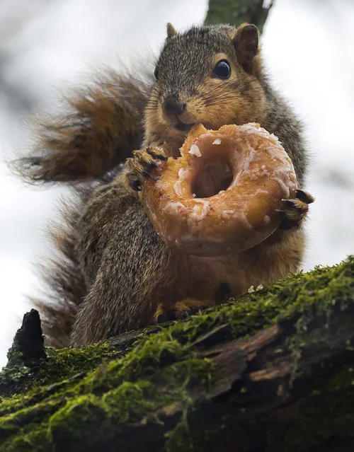 A fox squirrel munches on a discarded glazed donut Wednesday, March 25, 2015, at Mill Race Park in Columbus, Ind. (Photo by Andrew Laker/AP Photo/The Republic)