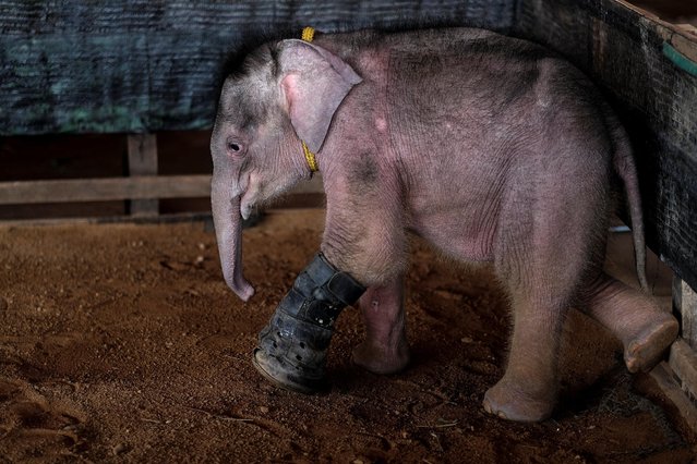 Fah Jam, a five-month-old baby elephant, is pictured in her enclosure at the Nong Nooch Tropical Garden in Pattaya, Thailand January 5, 2017. (Photo by Athit Perawongmetha/Reuters)