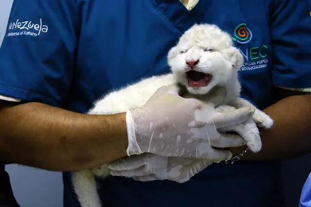 A zookeeper shows a South African white lion cub born last Monday at Las Delicias Zoo, in Maracay, Aragua State, Venezuela, on November 29, 2023. (Photo by Juan Carlos Hernandez/AFP Photo)