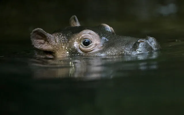 A baby hippo swims in its enclosure at Prague Zoo, Czech Republic, February 24, 2016. (Photo by David W. Cerny/Reuters)