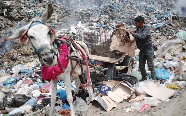Palestinian Hussein Al-Najjar, 14-years-old, fills a donkey-pulled cart with recyclable waste and other items he collected, in hope to be able to sell them, at a garbage dump in Rafah, in the southern Gaza Strip on April 16, 2015. (Photo by Said Khatib/AFP Photo)