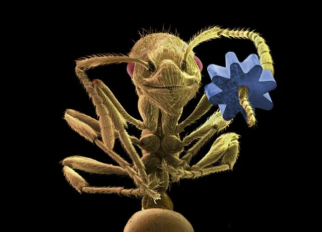 Colored scanning electron micrograph of a Leafcutter Ant holding a gear from a micromechanical device by Manfred P. Kage. The gear is about 0.1mm wide. (Photo by Manfred P. Kage/BNPS/RPS)