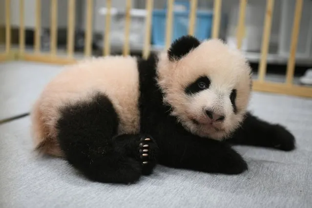 This photo released by Tokyo Zoological Park Society shows Lei Lei, one of giant panda twins, 103 days after she was born at Ueno Zoo in Tokyo Monday, October 4, 2021. The twin cubs, Lei Lei and her brother Xiao Xiao, which were palm-size pink creatures when born on June 23, got their names Friday, Oct. 8, 2021, chosen from hundreds of thousands of suggestions sent from fans around the country. (Photo by Tokyo Zoological Park Society via AP Photo)