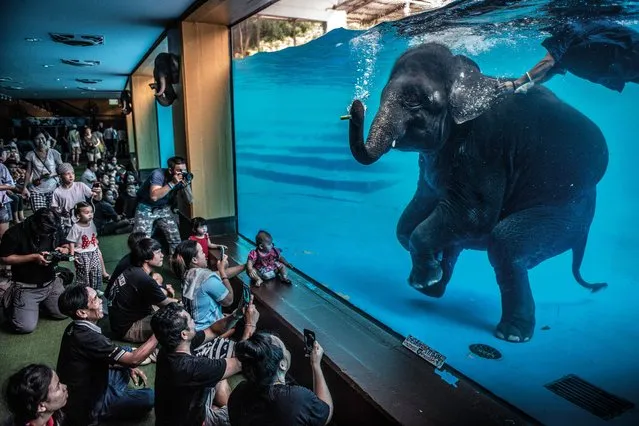 Winner, photojournalism. Elephant in the room, by Adam Oswell, Australia Zoo. Visitors watch a young elephant performing underwater. Oswell was disturbed by this scene, and organisations concerned with the welfare of captive elephants say performances like this encourage unnatural behaviour. In Thailand, there are now more elephants in captivity than in the wild. With the Covid pandemic causing tourism to collapse, elephant sanctuaries are becoming overwhelmed with animals that can no longer be looked after by their owners. (Photo by Adam Oswell/Wildlife Photographer of the Year 2021)
