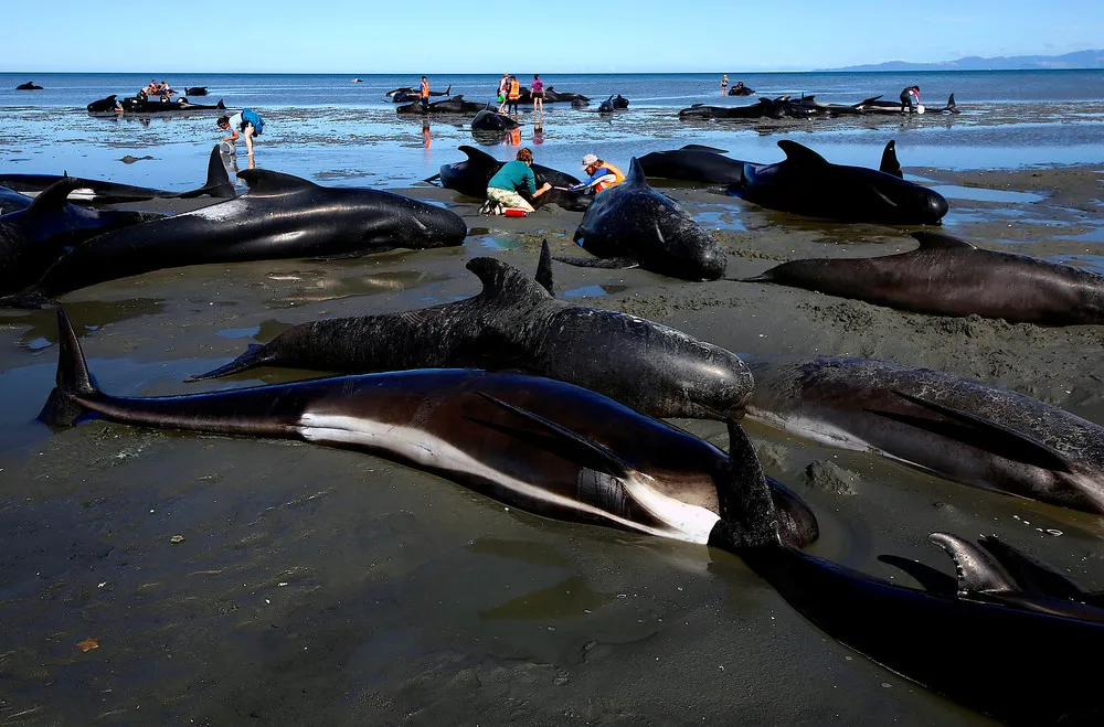 New Zealand Rescuers Refloat 100 Stranded Whales