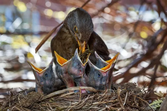 A common blackbird (Turdus merula) feeds its chicks in their nest in Pokrent, northeastern Germany, Sunday, May 10, 2015. The common blackbird is one of the most widespread bird species in Europe. (Photo by Jens Buettner/AP Photo/DPA)