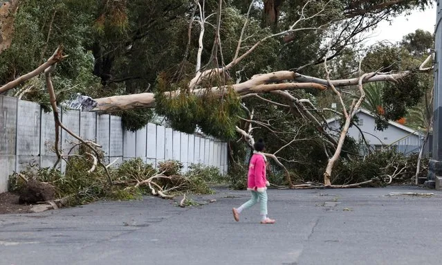 A young girl looks at trees blocking a road after they were uprooted by strong winds in Somerset West, Western Cape, South Africa, on April 8, 2024. (Photo by Esa Alexander/Reuters)
