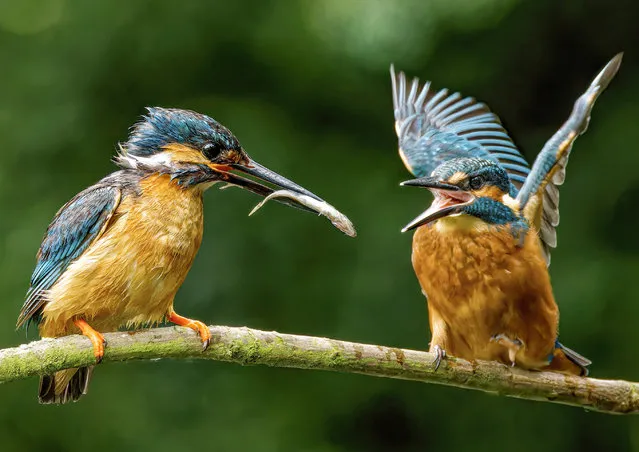 Two kingfishers argue over a stickleback supper in West Somerton, Norfolk, East of England in April 2024. (Photo by John Crooks/Solent News)