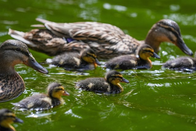 Ducks swim in the water at Kugulu Park as daily life continues in Turkish capital during hot weather in Ankara, Turkiye on April 27, 2024. (Photo by Dilara Irem Sancar/Anadolu via Getty Images)