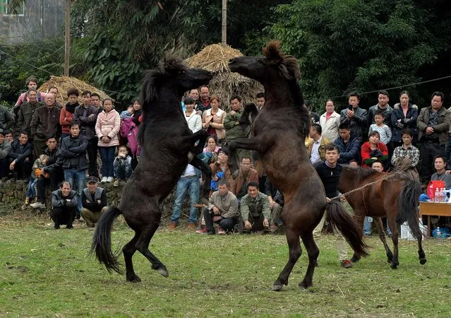 Horse Fighting In China