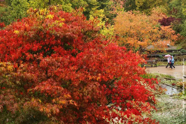Tree leaves displaying their autumn colours at the Royal Horticultural Society Garden Wisley