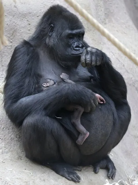 24-years old gorilla Shinda holds her newborn baby at the Zoo in Prague, Czech Republic, Sunday, April 24, 2016. (Photo by Petr David Josek/AP Photo)