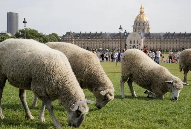 A flock of sheep graze near the Invalides during the last stage of the urban Transhumance of the Grand Paris (Greater Paris) in Paris, France, July 17, 2019. (Photo by Philippe Wojazer/Reuters)