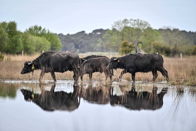 Water buffalos In Lacanau, France on April 11, 2024. Water buffalo (or Asian buffalo) are introduced into the Etang of Cousseau nature reserve. The animals will be used to re-establish a high level of biodiversity. By trampling the soil, the buffalo will help to diversify the vegetation. Their droppings will also help to spread seeds and provide a habitat and food for coprophagous insects. (Photo by Ugo Amez/SIPA Press/Rex Features/Shutterstock)