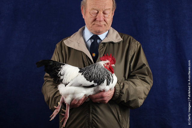 Ray Parsons, from Wiltshire, holds his 22 month old Light Sussex Bantam Cock