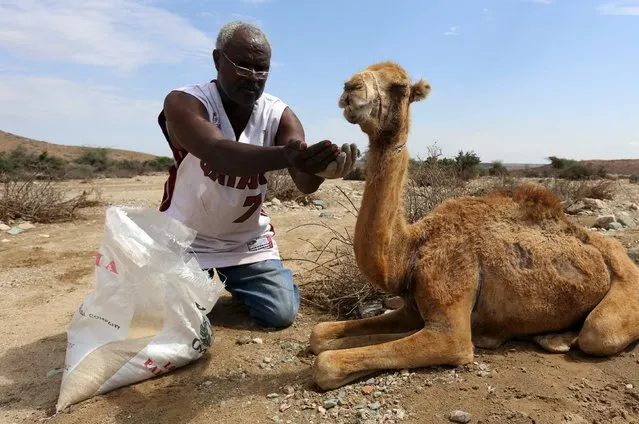 A member of Somaliland government tries to feed a camel near Jidhi town of Awdal region, Somaliland April 10, 2016. (Photo by Feisal Omar/Reuters)