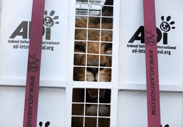 A former circus lion peers from inside a cage transporting it to South Africa, at the port of Callao, Peru, Friday, April 29, 2016. Thirty-three lions rescued from circuses in Peru and Colombia are heading back to their homeland to live out the rest of their lives in a private sanctuary in South Africa. The operation is the largest ever airlift of lions, organized and paid for by Animal Defenders International (ADI). (Photo by Martin Mejia/AP Photo)