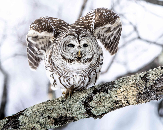 A barred owl with a broken beak takes flight from a branch along Line Road in Greene, Maine, Friday, January 28, 2022. According to Charity Bates who lives on the road, the owl has been in the area for several weeks and is abnormally active during the day. “We are not sure if it's a he or she, but we've named it Esther. She's quite a local celebrity as people stop every day to take photos and the school bus even slows down so the kids can take a look at her when they drive past”. said Bates. (Photo by Russ Dillingham/Sun Journal via AP Photo)