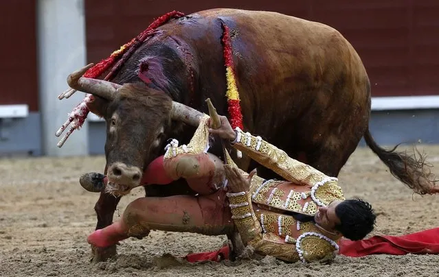 Spanish bullfighter Morenito de Aranda is gored by his first bull of the evening during the bullfighting event held on occasion of San Isidro Fest at Las Ventas bullring in Madrid, Spain, 08 May 2016. (Photo by Javier Lizon/EPA)