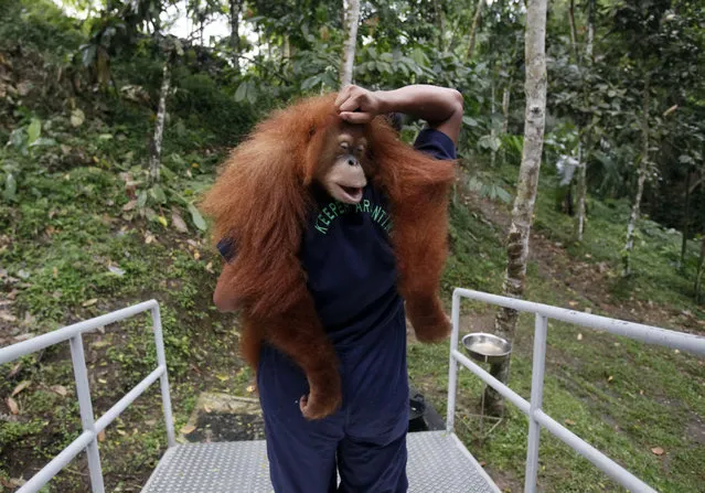 A worker of Sumatran Orangutan Conservation Programme carries a tranquilized Sumatran orangutan as it's being prepared to be released into the wild at a rehabilitation center in Kuta Mbelin, North Sumatra, Indonesia, Friday, July 10, 2015. (Photo by Binsar Bakkara/AP Photo)