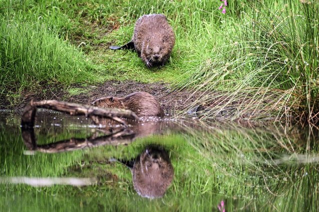 Two beavers walk by the bank of pond near Doune, Perthshire, Scotland, on June 16, 2024. Beavers, which had disappeared from Scotland for around 400 years due to hunting, were reintroduced in the wild in 2009. Ten years later, to the dismay of farmers and landowners, the herbiverous rodents were designated a protected species. (Photo by Andy Buchanan/AFP Photo)