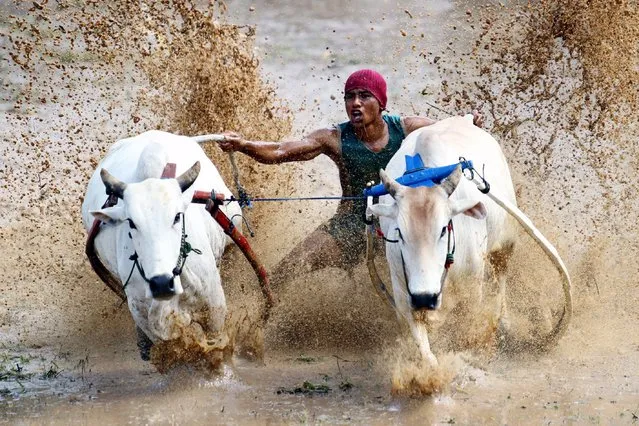An Indonesian jockey competes during a traditional Pacu Jawi cow race on the muddy unplanted paddy fields of Tanah Datar, West Sumatra province, Indonesia, 03 May 2014. Pacu Jawi is held by farmers before the start of the new harvesting season. (Photo by EPA/RIVO)