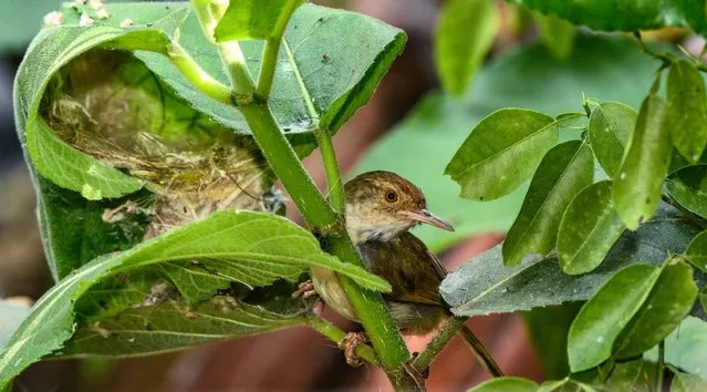 Common tailorbirds are making a nest by sewing lemon leaves at Tehatta West Bengal India on March 10, 2022. The common tailorbird (Orthotomus sutorius) is a songbird found across tropical Asia. Popular for its nest made of leaves “sewn” together. These birds range in size from 10 to 14 centimetres (3.9 to 5.5 in) and weigh 6 to 10 grams (0.21 to 0.35 oz).  (Photo by Soumyabrata Roy/NurPhoto via Getty Images)