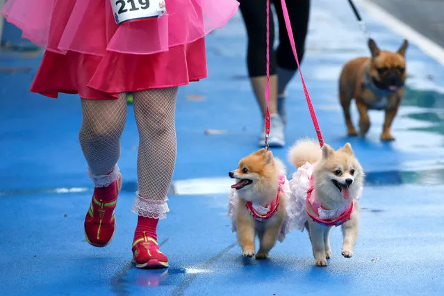People run with their pets during a mini-marathon for dogs in Bangkok, Thailand May 7, 2017. (Photo by Jorge Silva/Reuters)