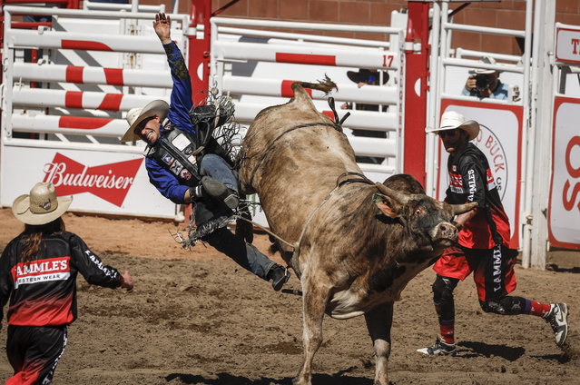 Edgar Durazo, of Moctezuma, Mexico, is bucked off Church Bells during bull riding rodeo action at the Calgary Stampede in Calgary, Alberta, Sunday, July 7, 2024. (Photo by Jeff McIntosh/The Canadian Press via AP Photo)