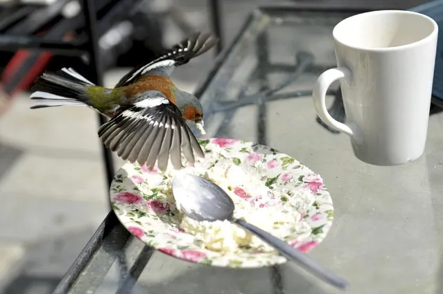 A Chaffinch bird eats the remains of a cake during Britain's Prince Charles and his wife, Camilla Duchess of Cornwall's visit to Glenveagh National Park during a tour to Donegal, Ireland May 25, 2016. (Photo by Clodagh Kilcoyne/Reuters)