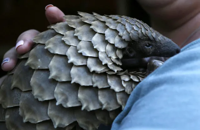 In this Friday, March 16, 2018 file photo, a pangolin from the Johannesburg Wildlife Veterinary Hospital is taken to a nearby field to forage for food near Johannesburg. Their scales – made of keratin, the same material as in human finger nails – are in high demand for Chinese traditional medicine, to allegedly cure several ailments, although there is no scientific backing for these beliefs. (Photo by Firdia Lisnawati/AP Photo)
