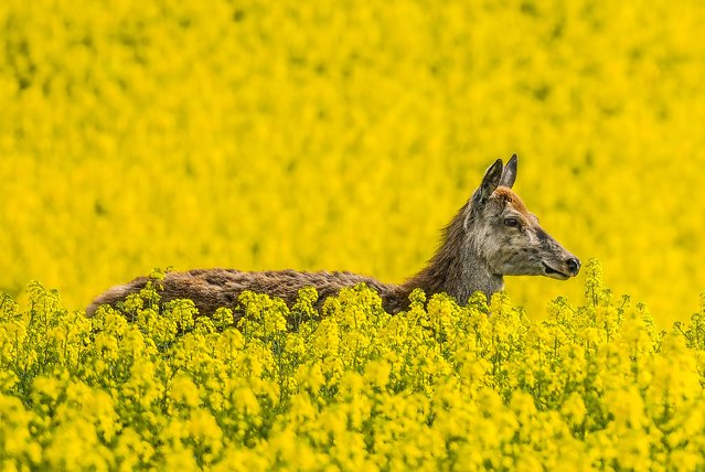 Pictured is a red deer in a rapeseed field in full bloom at Enford on Salisbury Plain, Wiltshire on Sunday morning, April 17, 2022. (Photo by Alan Benson/pictureexclusive.com)