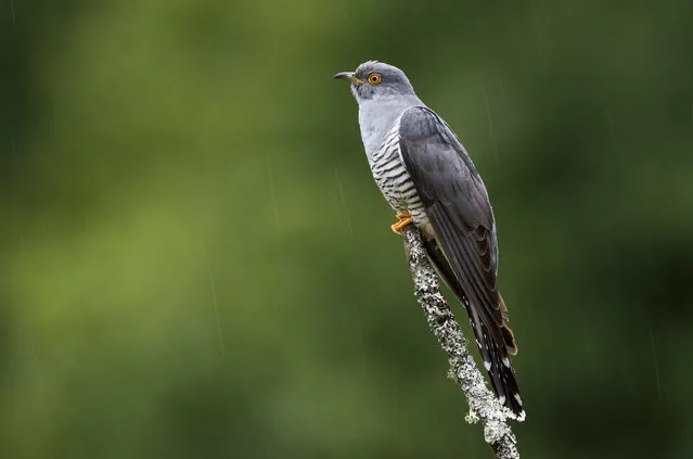 A Cuckoo sits on a perch in the rain in woodland on Thursley Common on May 28, 2017 in Thursley, England. The United Kingdom has seen a 71 percent decline in the breeding population of Cuckoos over the last 25 years. The fall in numbers is thought to be linked to the migration routes the birds take to get to their wintering grounds in the Congo Basin in West Africa. After a study of satellite tagged birds by the BTO (British Trust for Ornithology), between 2011 and 2014 it was thought that those traveling South East through Italy or the Balkans fared better than those taking the more direct route South West through Spain and Morocco despite being 12 percent longer. The environmental conditions at stop over sites are thought to be the main thing that determine the birds' migration success with drought and wildfires on the shorter routes having a negative effect. That pattern continues and the Cuckoo remains on the Red List of Birds of Conservation Concern, where it has been since 2009. (Photo by Dan Kitwood/Getty Images)