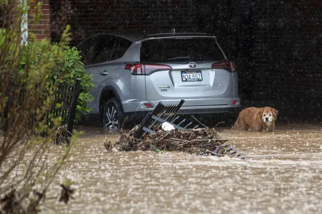 Gertie, a family's 16-year-old dog, looks out over a flooded yard Friday, May 6, 2022, in Huntington, W.Va. The mayor of a West Virginia city issued an emergency declaration Friday after the second large-scale flooding event in Huntington in nine months. (Photo by Sholten Singer/The Herald-Dispatch via AP Photo)