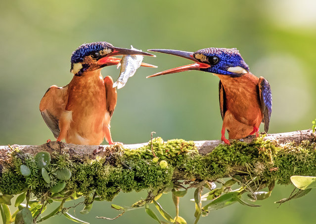 Kingfishers squabble over their fish supper in Bogor, Indonesia in the last decade of September 2024. (Photo by Dzul Dzulfikri/Solent News)