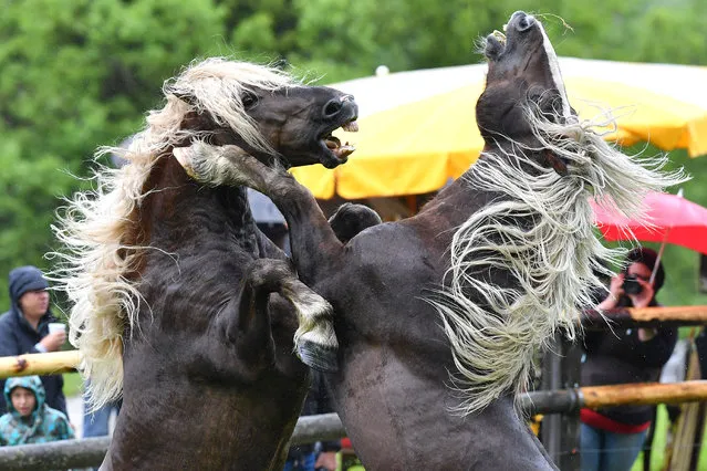 Stallions fight for leadership of the herd in Aschau in the Austrian province of Tyrol, 19 June 2016. Establishment of a stable hierarchical system or is important to reduce aggression and increase group cohesion. (Photo by Kerstin Joensson/EPA)