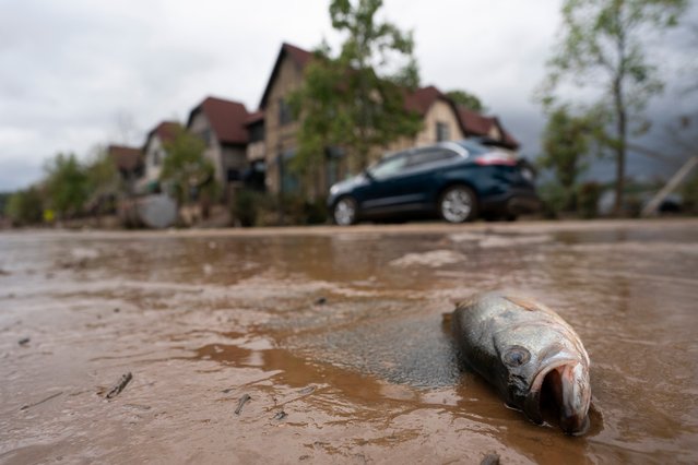 A motorist drives by a dead fish in the Biltmore Village in the aftermath of Hurricane Helene on September 28, 2024 in Asheville, North Carolina. Hurricane Helene made landfall Thursday night in Florida's Big Bend with winds up to 140 mph. (Photo by Sean Rayford/Getty Images)