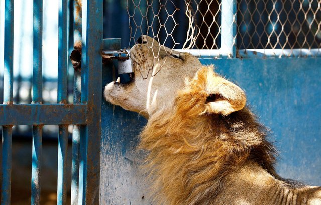 A lion plays with the padlock of their enclosure at the Daarusalaam zoo that offers a rare glimpse of wildlife to residents of the conflict-torn nation, in Mogadishu, Somalia on September 27, 2024. (Photo by Feisal Omar/Reuters)