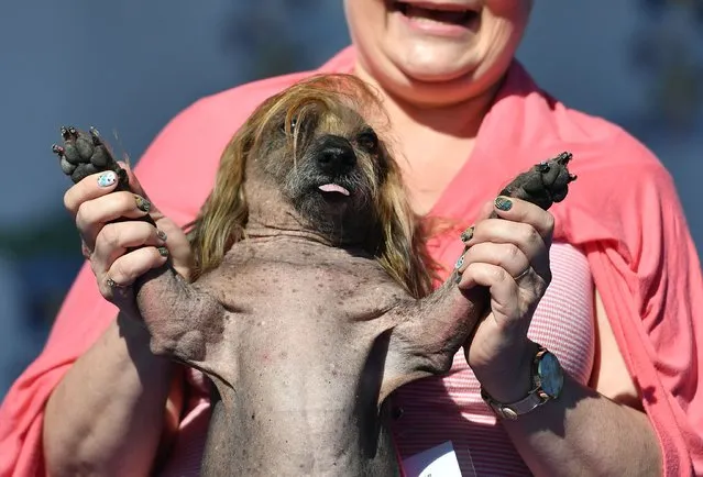 Himisaboo, a mutt with a Donald Trump inspired hairdo, is held up by his owner Heather Wilson during the World's Ugliest Dog Competition in Petaluma, California on June 24, 2016. (Photo by Josh Edelson/AFP Photo)