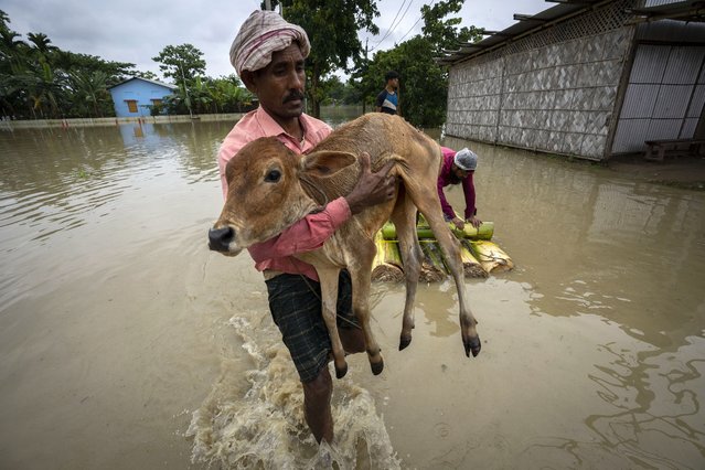A villager carries a a calf and wades through floodwaters in Korea village, west of Gauhati, India, Friday, June 17, 2022. (Photo by Anupam Nath/AP Photo)