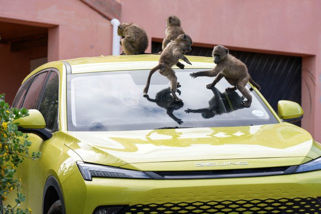 Juvenile Chacma baboons play on a vehicle during a raid on refuse bins by a troop of Chacma baboons foraging in the residential neighborhood of Capri in Cape Town, South Africa on October 14, 2024. (Photo by Nic Bothma/Reuters)