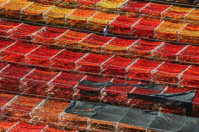 An aerial view of bell pepper field is seen at the Nazilli district of Aydin on July 31, 2017. 65 tones of Pepper field is being exported in a year from Aydin. (Photo by Mehmet Ali Cintosun/Anadolu Agency/Getty Images)