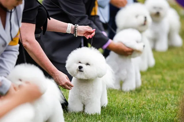 Bichon Frise dogs are posed by handlers in the ring during the 146th Westminster Kennel Club Dog Show at the Lyndhurst Estate in Tarrytown, New York, U.S., June 21, 2022. (Photo by Eduardo Munoz/Reuters)