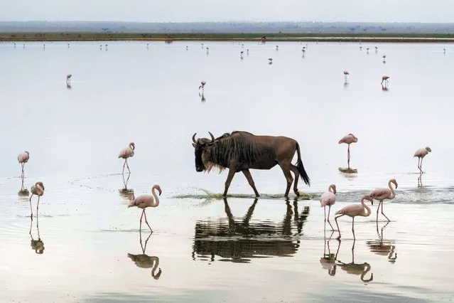 A wildebesat walks at a swamp in Amboseli National Park, Kenya, on June 23, 2022. The camp's ten luxurious tents see tourists flocking again, after the shutdown linked to Covid-19. They observe in small groups elephants, giraffes, antelopes or lions on 5,000 hectares, located on the edge of Amboseli National Park, in the south of the country, and have a glimpse of the life of the Masai, the owners of the land. (Photo by Yasuyoshi Chiba/AFP Photo)