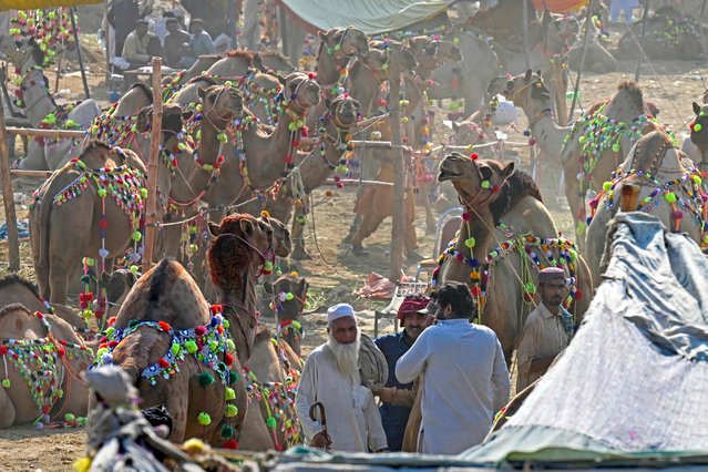 Camel herders gather at a livestock market in Lahore on June 13, 2024, ahead of the Muslim festival of Eid al-Adha. (Photo by Arif Ali/AFP Photo)