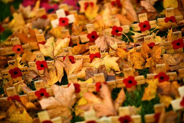Poppies and crosses are seen amongst autumn leaves at George Square as remembrance commemorations continue in Glasgow, Scotland, Britain, November 9, 2021. (Photo by Dylan Martinez/Reuters)