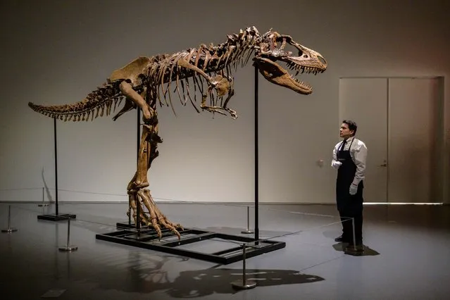 An art handler looks at a Gorgosaurus Skeleton measuring 10 feet tall (3.04 meters) as it is unveiled at Sotheby's in New York, on July 05, 2022. The Specimen is the highlight of Sotheby's geek week sale series and is estimated at $5 to 8 million. (Photo by Angela Weiss/AFP Photo)