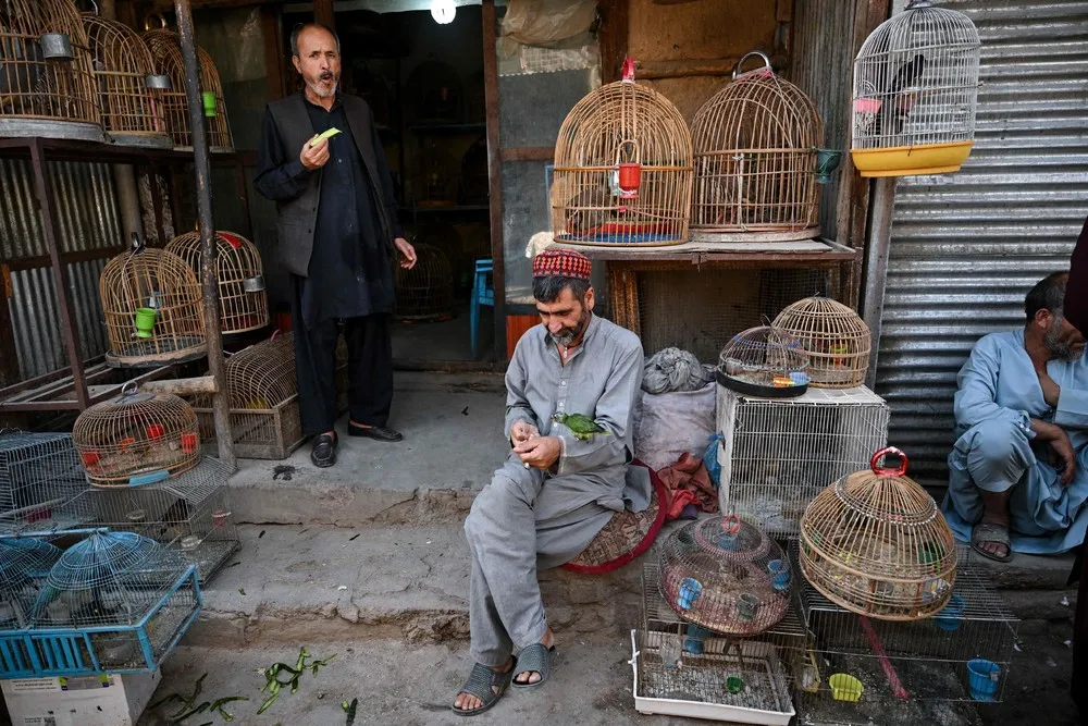 Kabul Bird Market Ka Faroshi