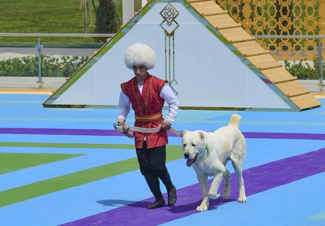 A man dressed in a national costume runs with his Alabay shepherd dog during Dog Day celebration in Ashgabat, Turkmenistan, April 25, 2021. The Central Asian nation of Turkmenistan is now requiring that its celebrated Alabay dog breed receive a passport before it can leave the country. A law that took effect Tuesday, July 26, 2022 requires that all puppies of the breed, which is also known as the Central Asian shepherd dog, be marked in the government’s pedigree book and register of pedigreed dogs. (Photo by AP Photo, File)
